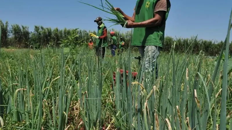 Crédito rural: CMN regulamenta linha para composição de dívidas