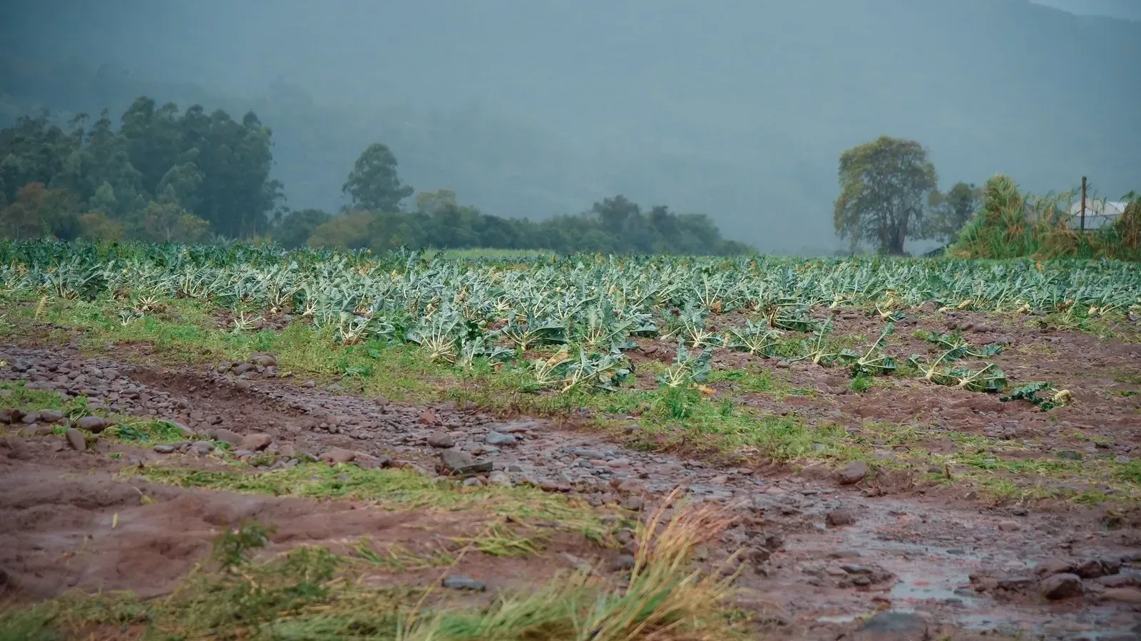 Produtor rural pode renegociar dívidas até novembro; veja as regras