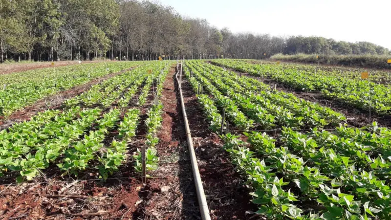 CMN facilita crédito a fertilizantes e minerais críticos