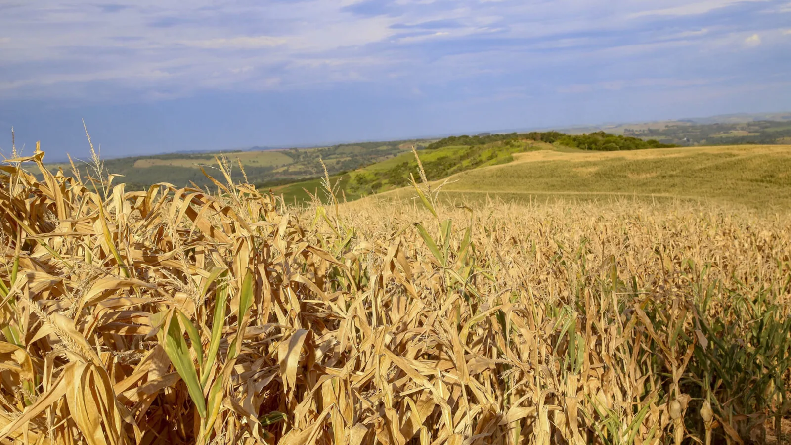 CMN amplia renegociação de dívidas para produtores afetados por eventos climáticos
