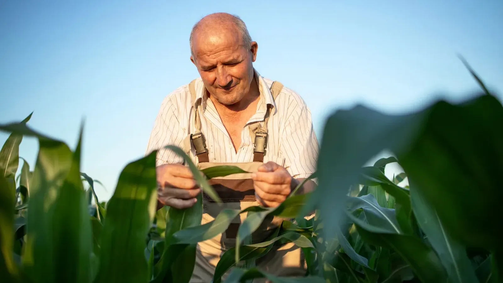 Crédito rural encolhe 26% e acende alerta para preços dos alimentos