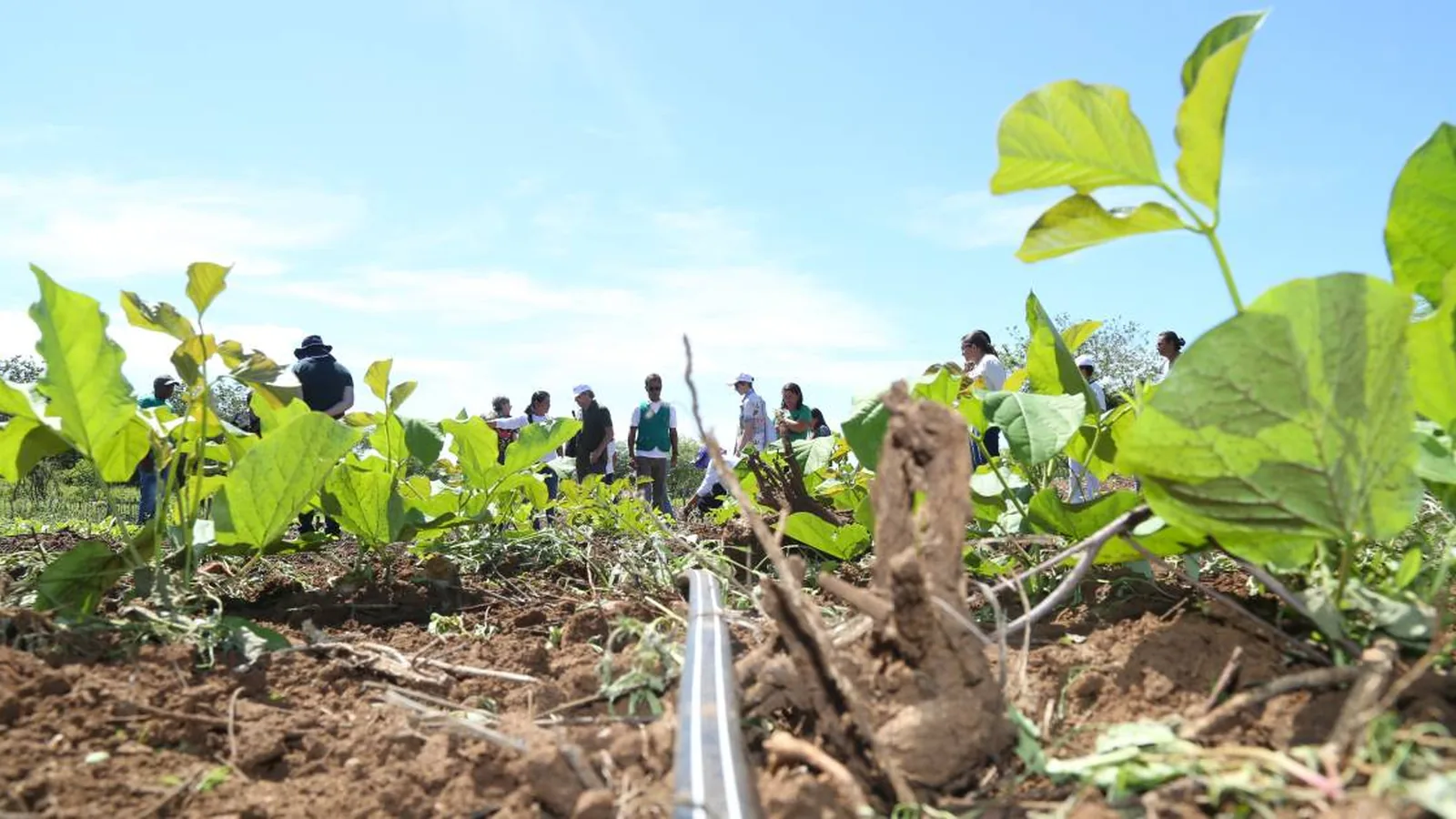 Calote no agro chega a R$ 48 bilhões e bancos retomam fazendas | Faria Lima News