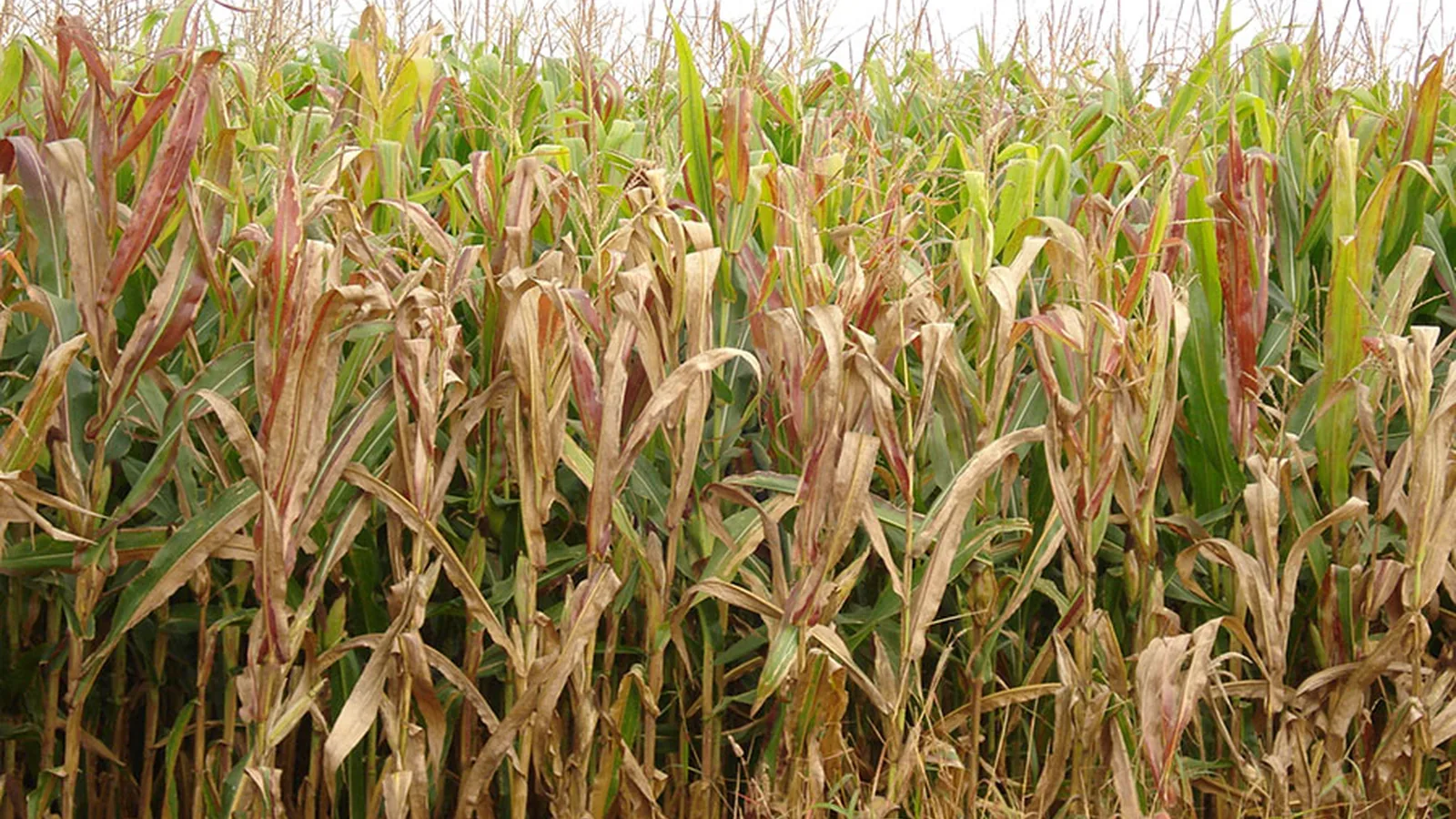 Renegociação de dívidas não destrava crédito e produtores do Paraná cobram ação do governo