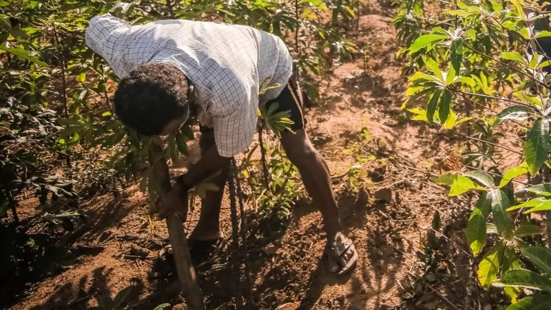 Produtores rurais de Pernambuco têm até 12 de novembro para renegociar dívidas no Banco do Brasil