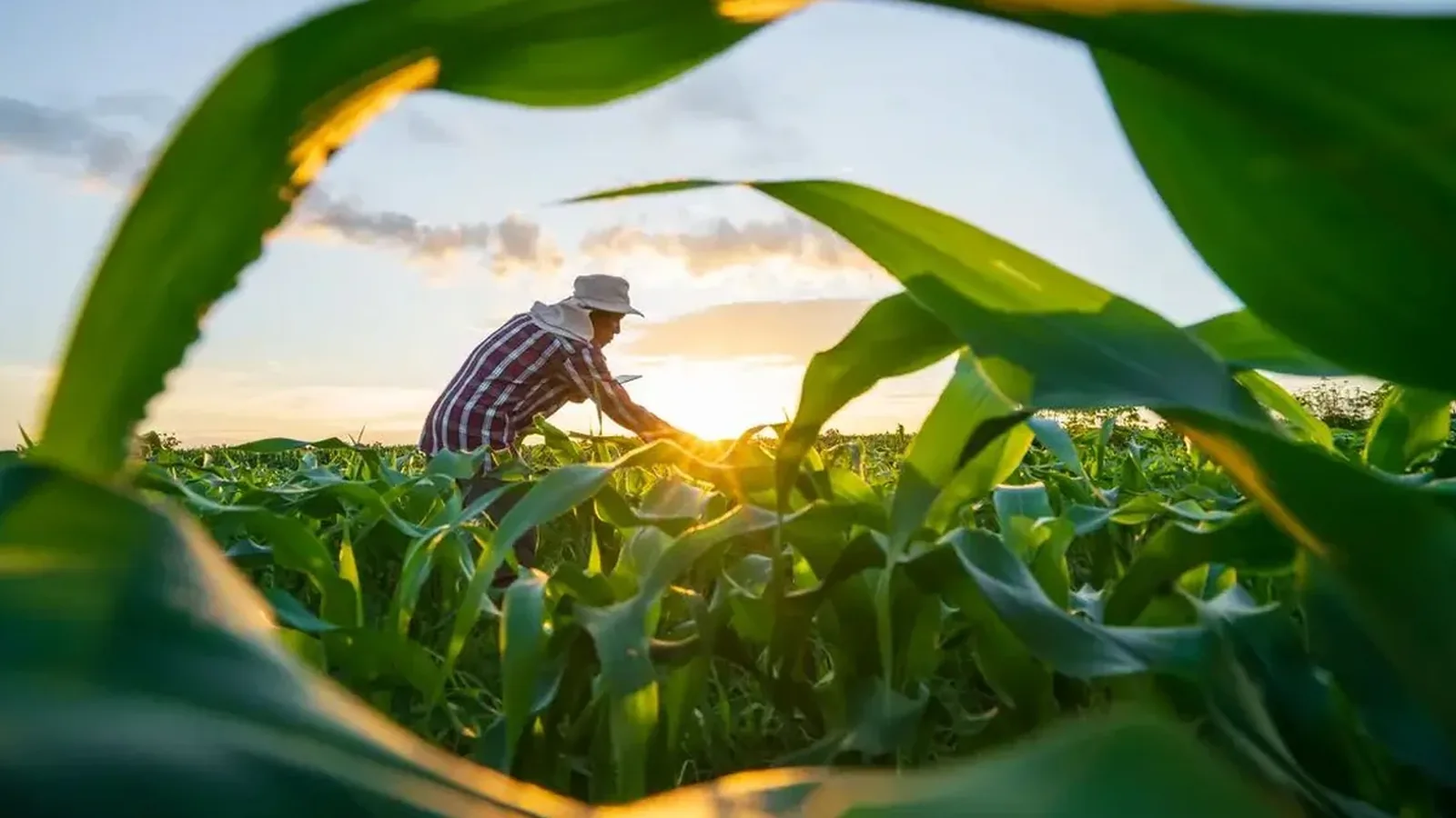CMN autoriza oferta de crédito rural para produtores pagarem dívidas