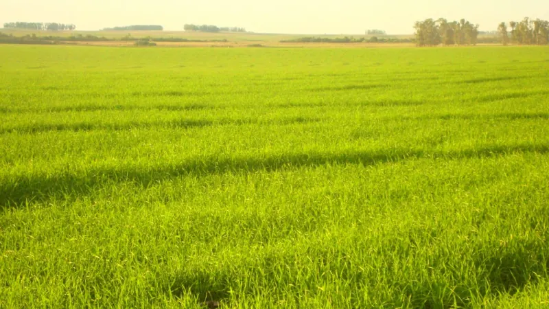 Leilões de imóveis rurais crescem 30,6% em 2025 no Brasil