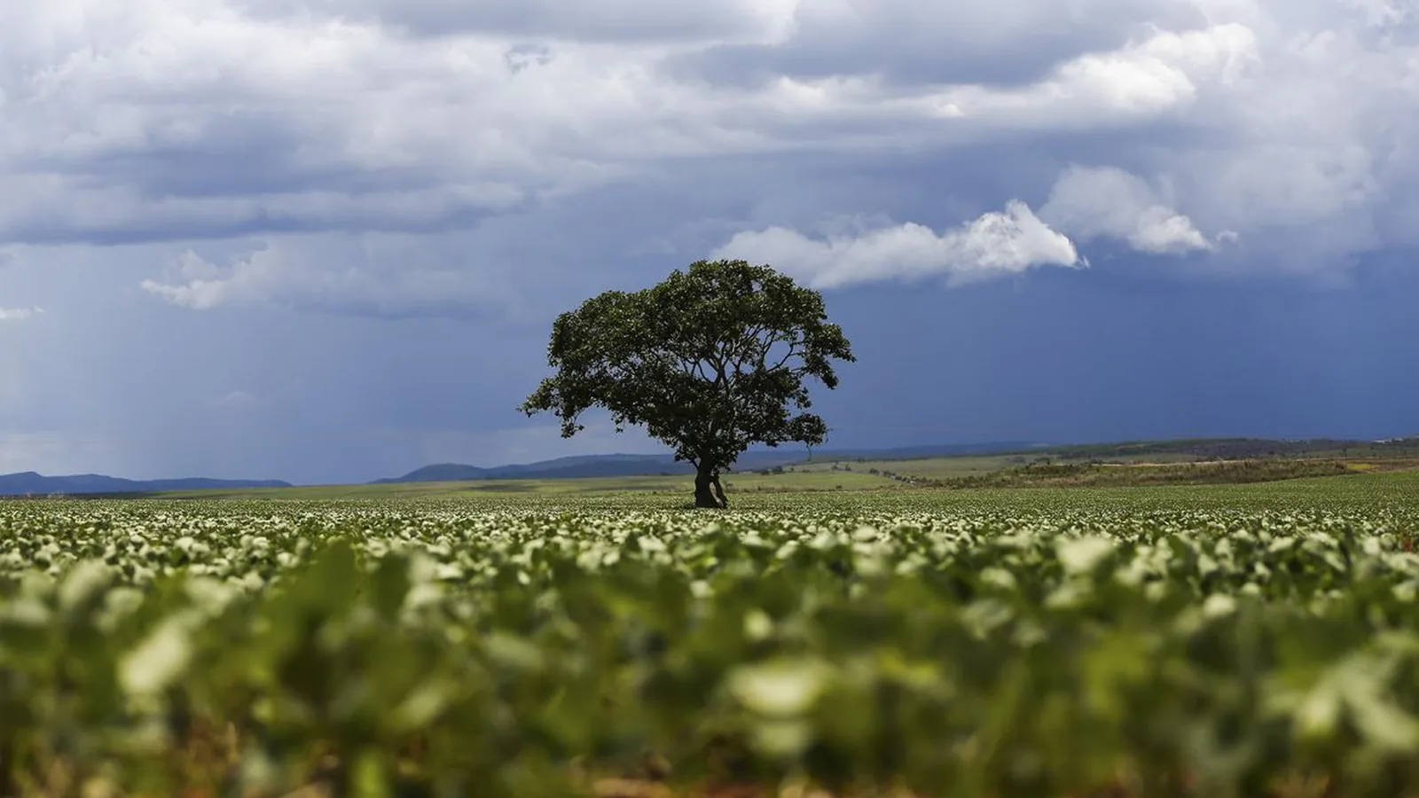 Crédito Rural de R$ 92,4 Bilhões em Áreas com Alertas Ambientais