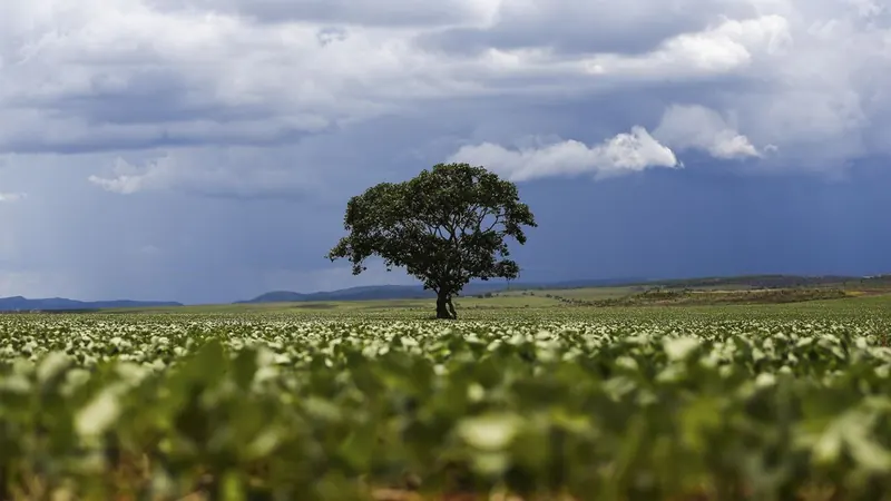 Crédito Rural de R$ 92,4 Bilhões em Áreas com Alertas Ambientais