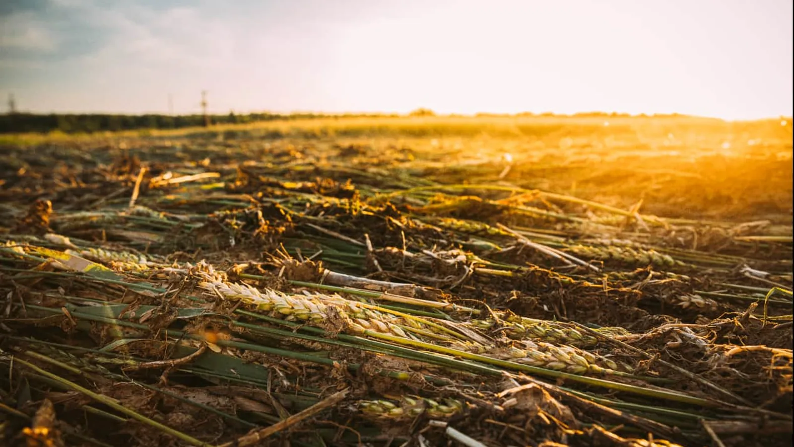 Renegociação de dívidas tem novas regras para produtores afetados por perdas climáticas