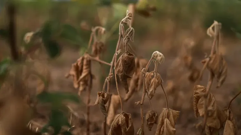 Por que o RS tem a menor inadimplência agro no país, segundo dado da Serasa Experian