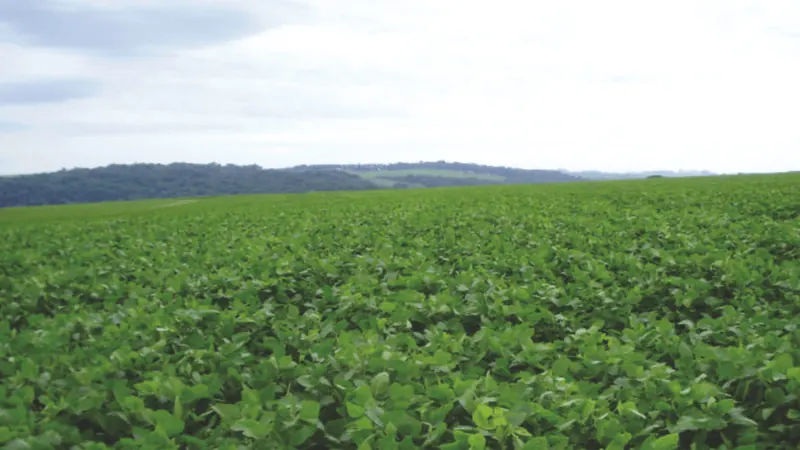 Inadimplência recorde no agro vem do custo e não do tamanho da dívida, aponta Cepea