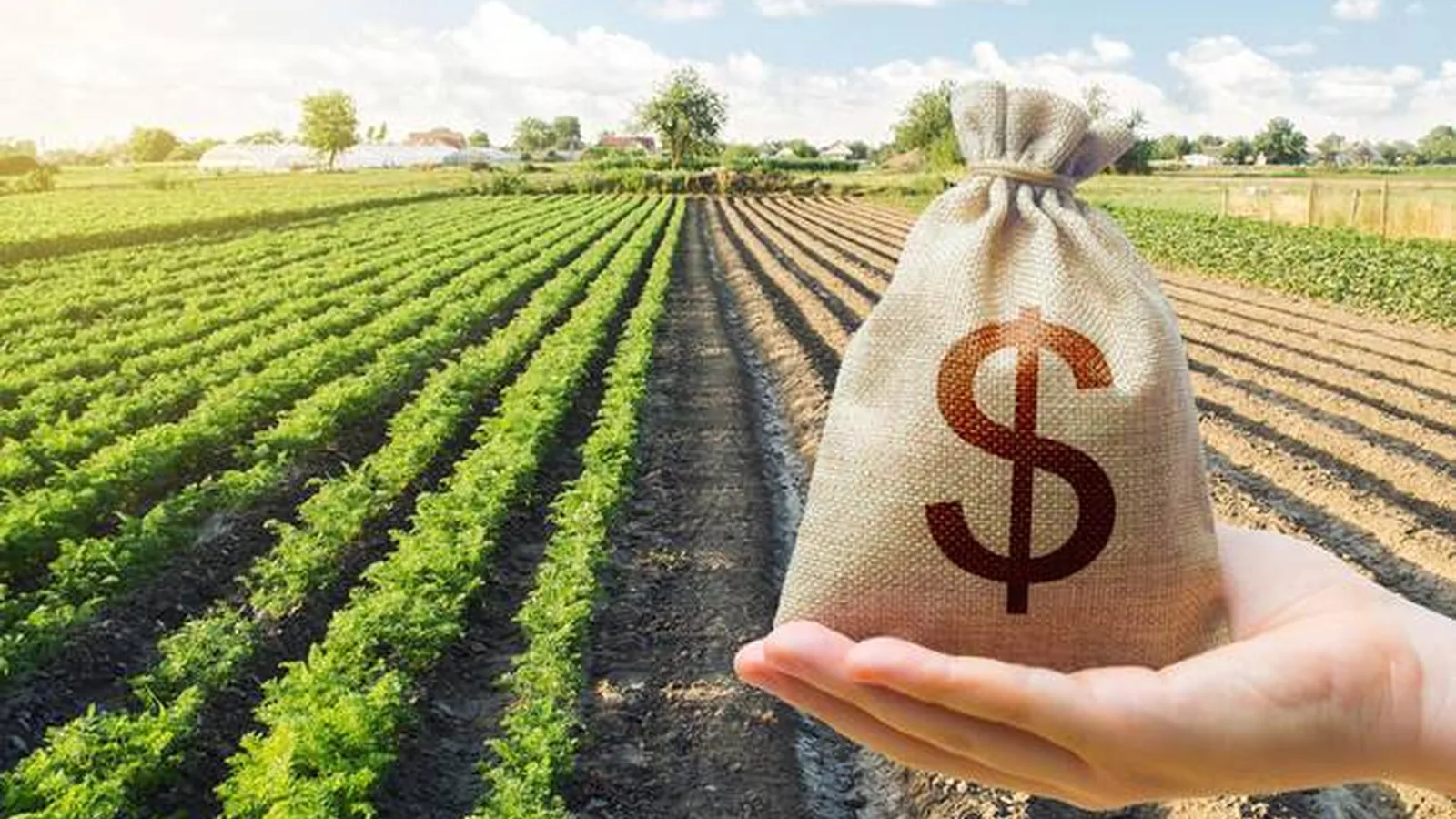 Banco do Brasil prevê renegociar mais de R$ 20 bilhões em dívidas rurais até novembro