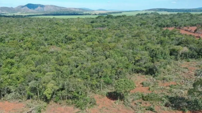 Crédito rural poderá ser bloqueado por alerta de desmatamento; veja como evitar