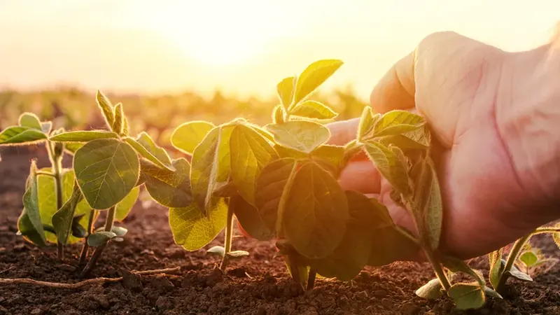 Crédito rural do Banco do Brasil cai 44% na safra 2026/27