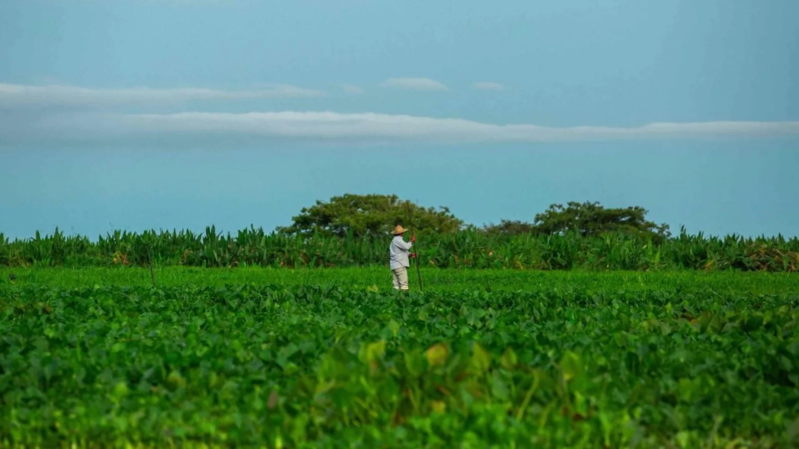 Produtividade sustentou agropecuária no século, mas crédito caro deixou setor exposto após a pandemia, diz Cepea