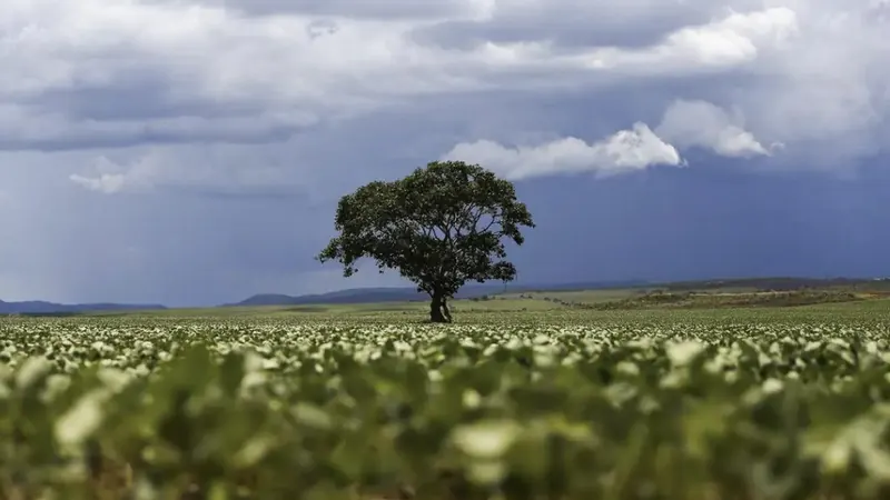 Crédito rural financiou R$ 92,4 bilhões em áreas com alertas ambientais, aponta MapBiomas